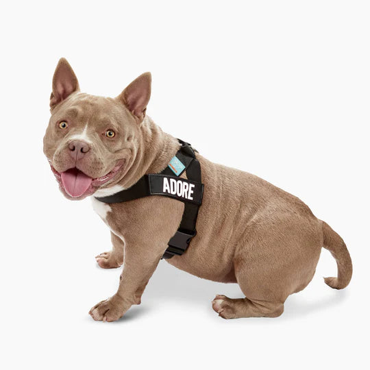 Dog Harness