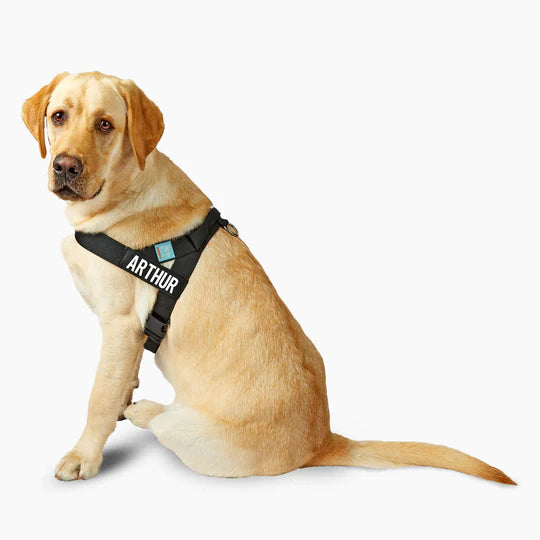 Dog Harness