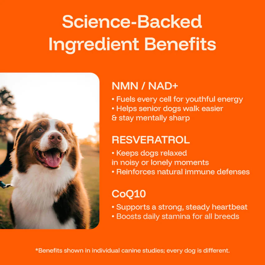 Buy 1 Get 1 Free - Organix™ - NAD+ Dog Health Booster